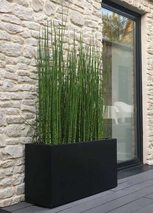 Skrzyp zimowy. Mała sadzonka