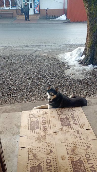 Шукаемо нових власників для Хаскі