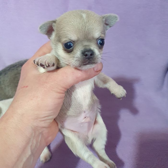 В питомнике чихуахуа новые малыши