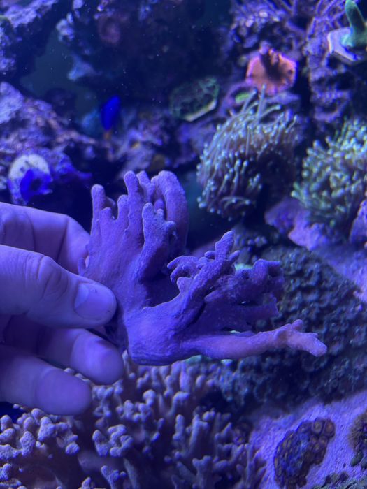 Sinularia szczepka koralowiec