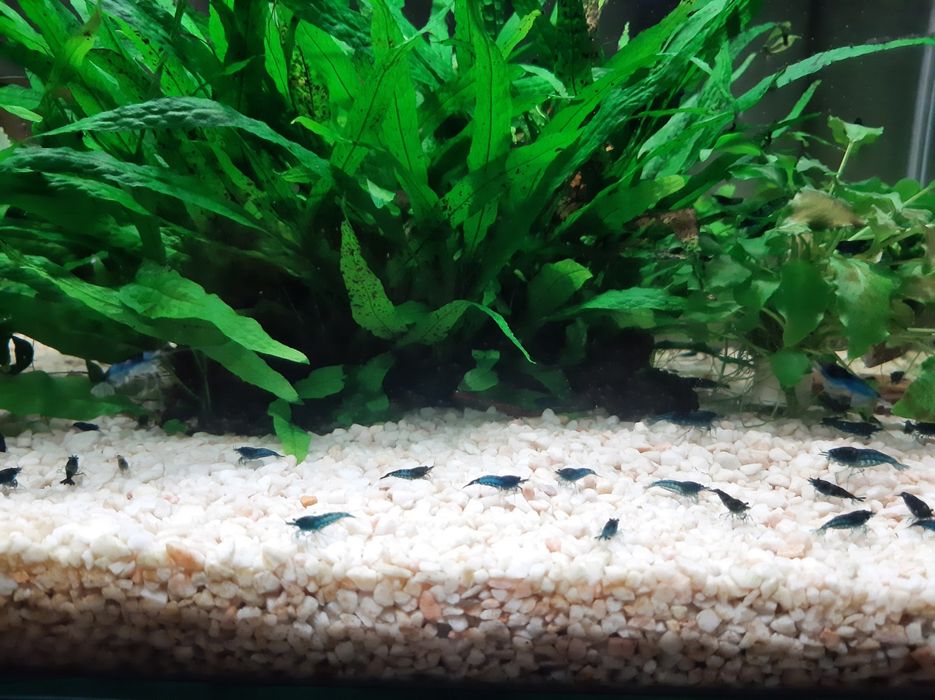 Krewetki blue velvet