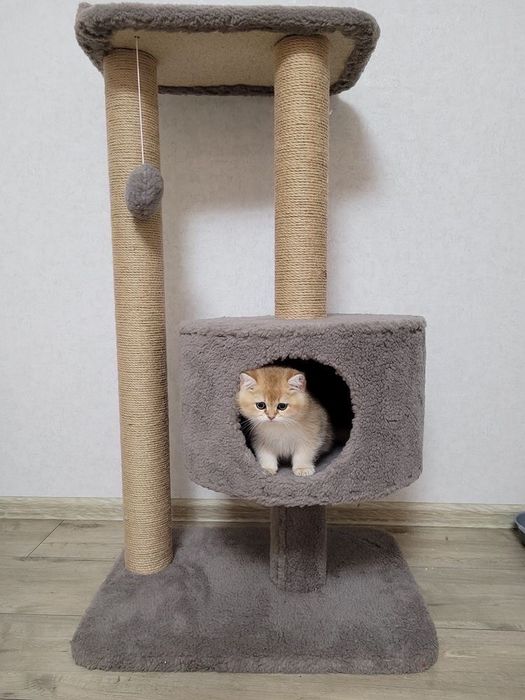 Домик Когтеточка Для кота, Лазалка от производителя для Кошки (Много!)