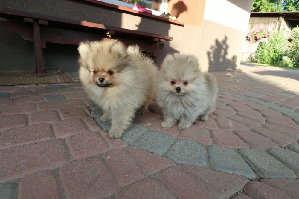 Szpic miniaturowy pomeranian z rodowodem