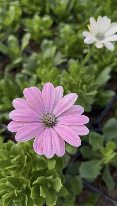 Остеоспермум (африканська ромашка) серії Dalina Compact