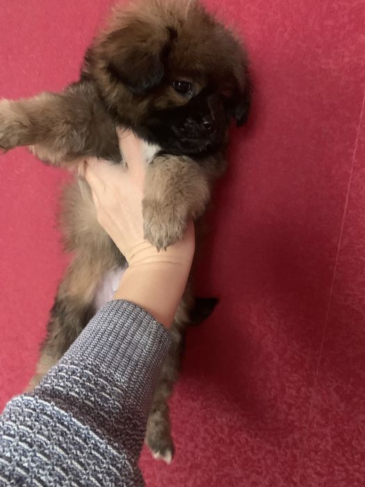 Продам цуценят Пекінесиків