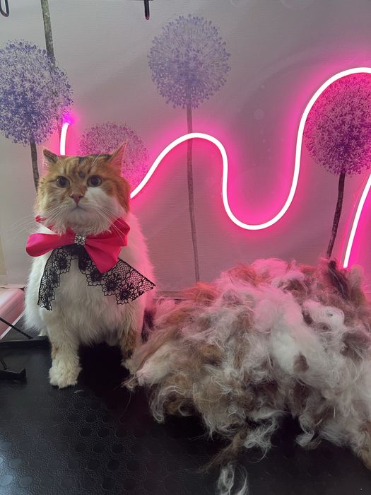 Стрижка домашніх улюбленців, покраска шерсті,декор