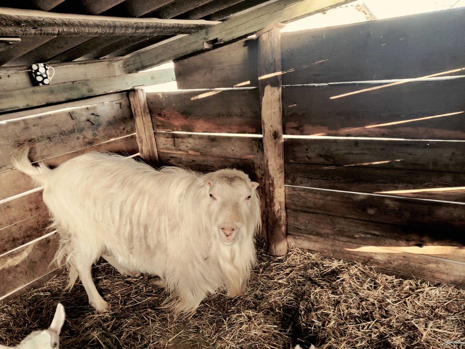 Продам козу ,козенят.