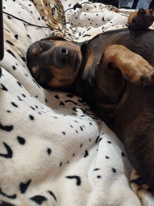 Хлопчик такса  шукає дівчинку