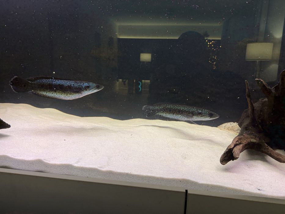 Wężogłowy Channa Pleuro !!cena za 2szt!! 35cm pilne!!!