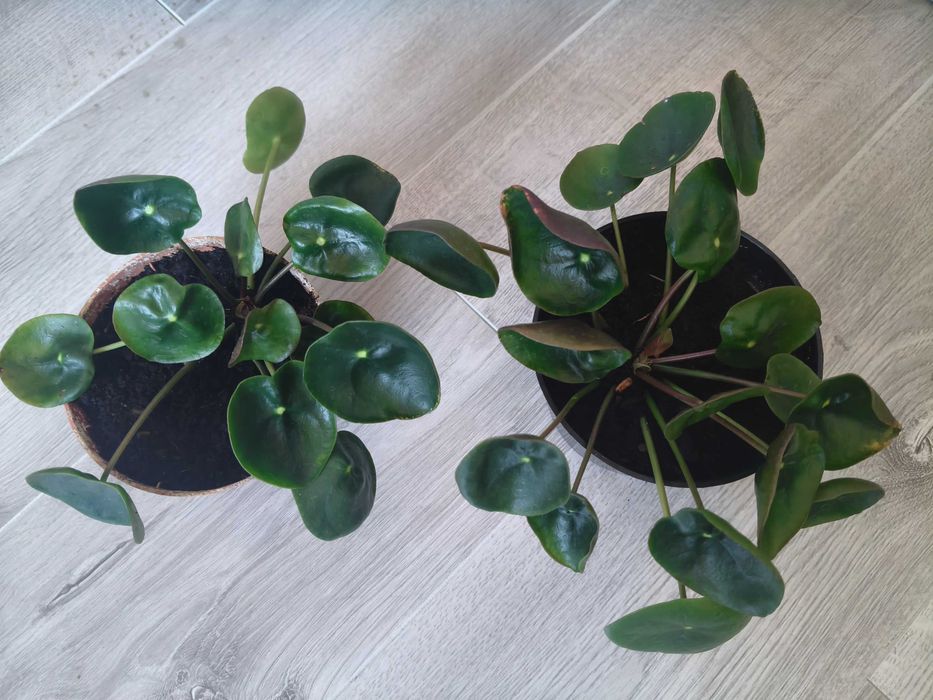 Pilea pieniążek zestaw 2 sadzonki