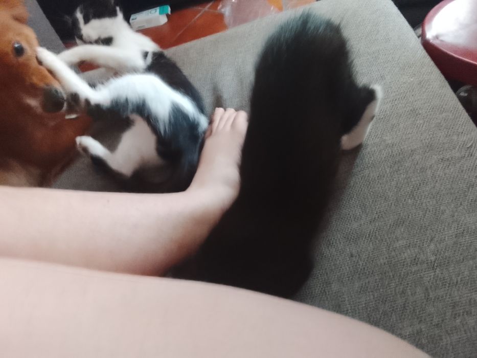 Gatinho e gatinha