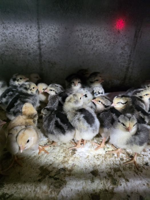 Курчата Бірківська барвиста