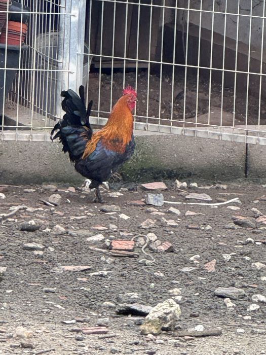 Galos e galinhas de varias cores