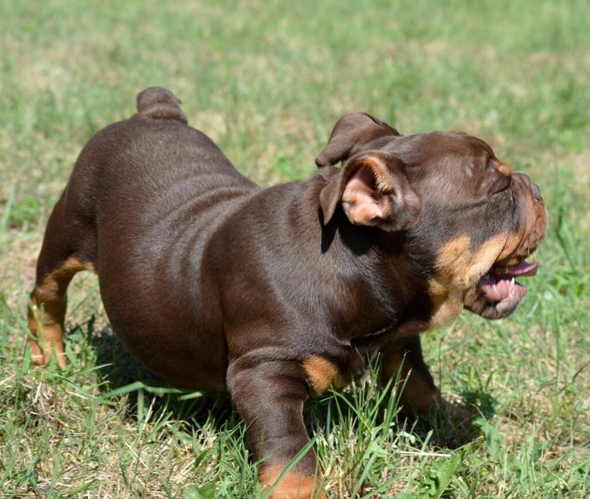 Бульдог английский познакомится.. Кобель.