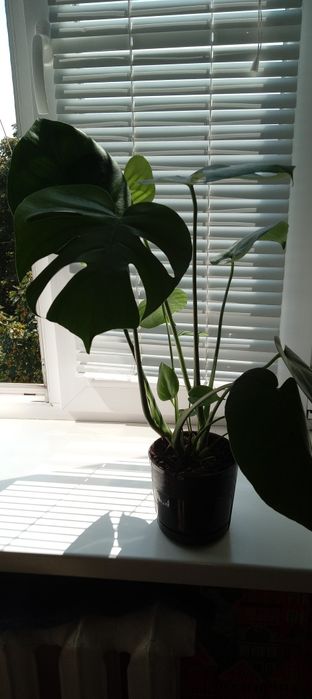 Квіти ,для вашого дому і офісу