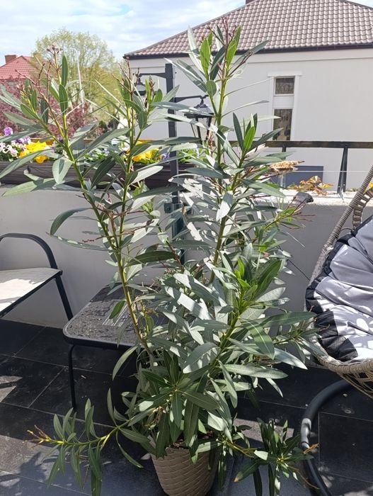 Sprzedam Oleander różowy