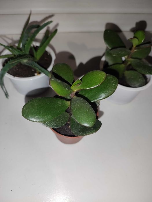 Грошове дерево, алое