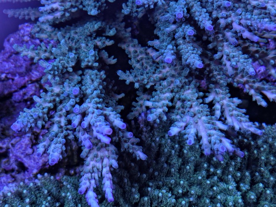 Acropora koral SPS