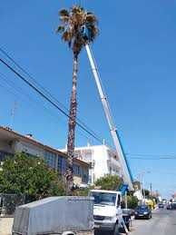 Jardinagem  Podas Abates  Manutenção