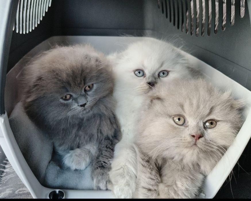 Шотландські котята (Scottish Highland Fold)