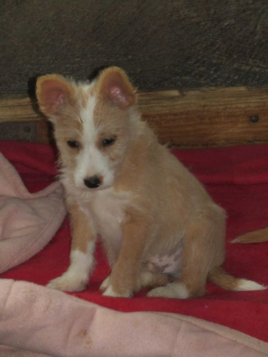 Podengo Português Médio Cerdoso LOP/Pedigree/Afixo