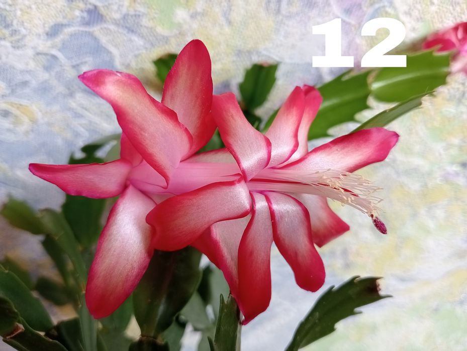 Білі шлюмбергери, вкорінені живці.