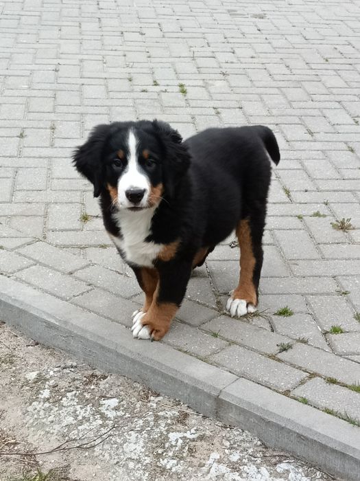 Berneński pies pasterski