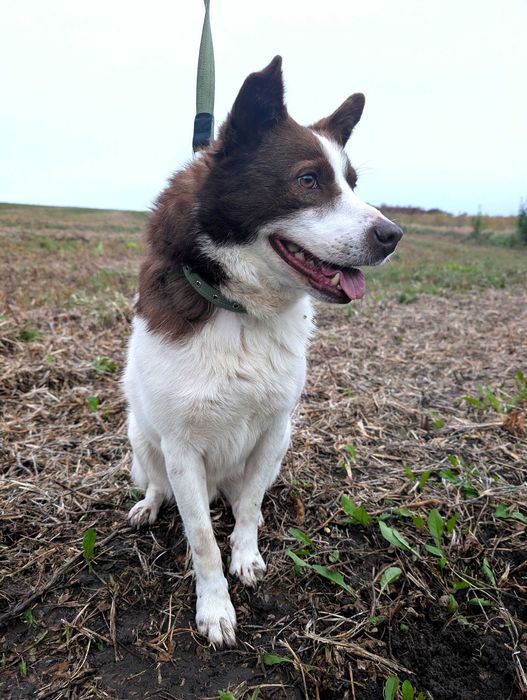 Собака в добрі руки (хлопчик, спокійний, вакцинований, не на ланцюг)