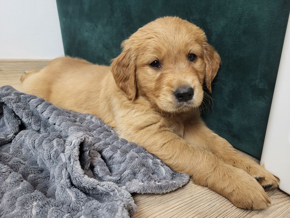 Ciemnozłota suczka Golden Retriever