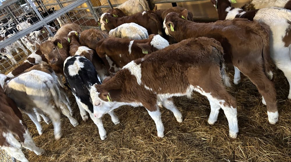 Sprzedam simy byczki