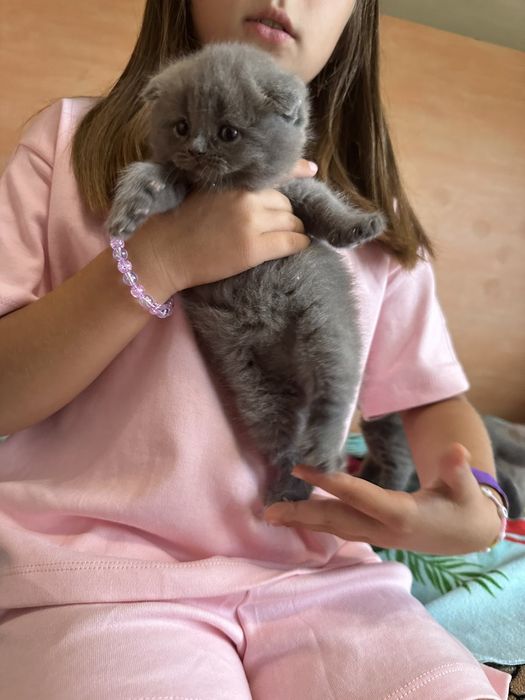 Британские котята