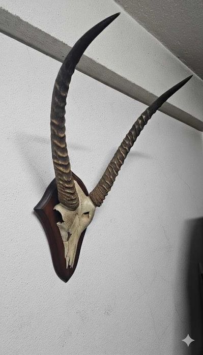 Troféu de Kobo Africano – Elegância Escultural
