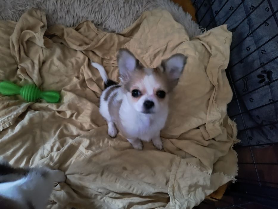Chihuhahua piesek odchowany 15 miesięczny śliczny