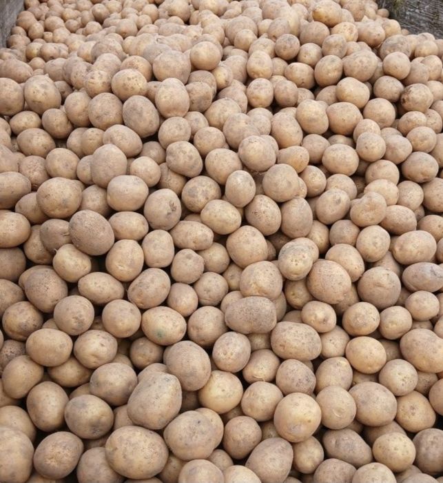 Ziemniaki DENAR sprzedam