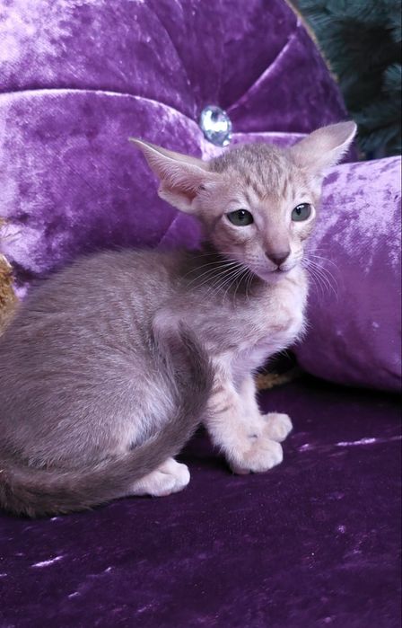 Орієнтальні  хлопці