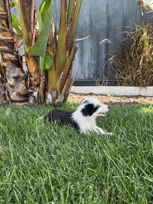 Border Collie Preto e branco machinho
