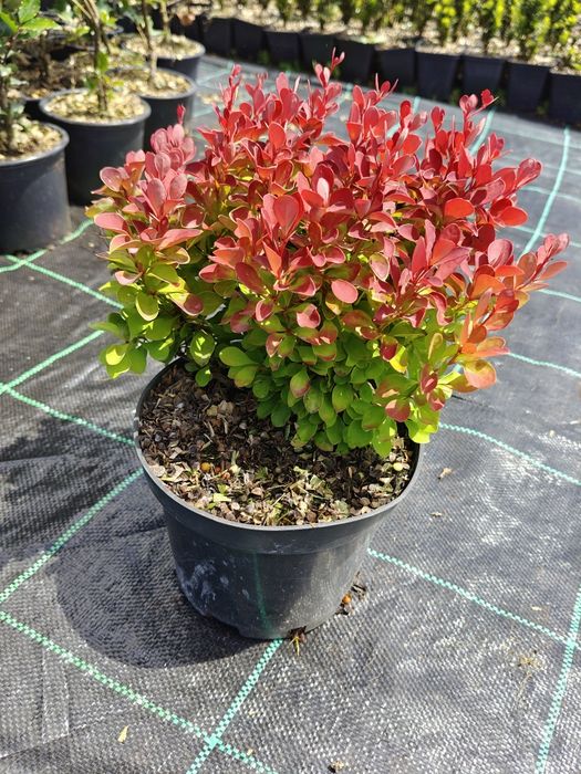 Berberys Thunberga 'Ruby Star' w doniczce
