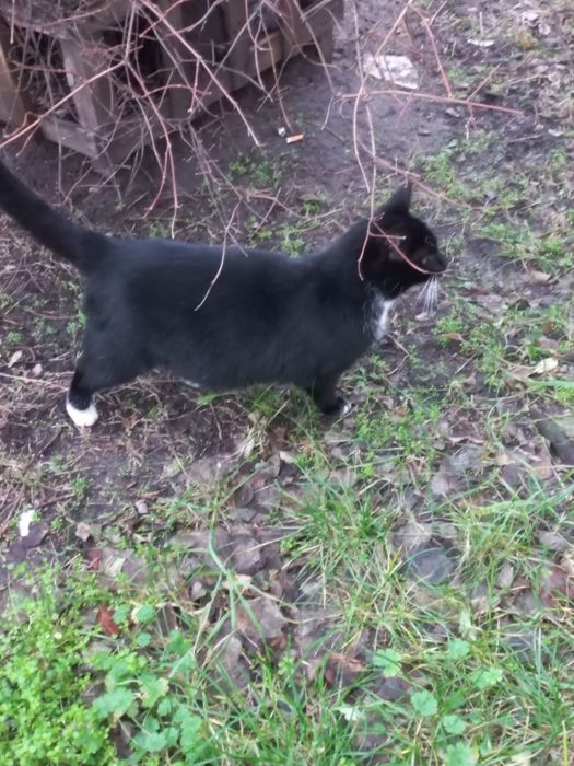 Милый  котик ищет дом