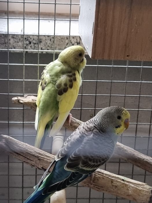 Periquitos de mutação silvestre (adas)