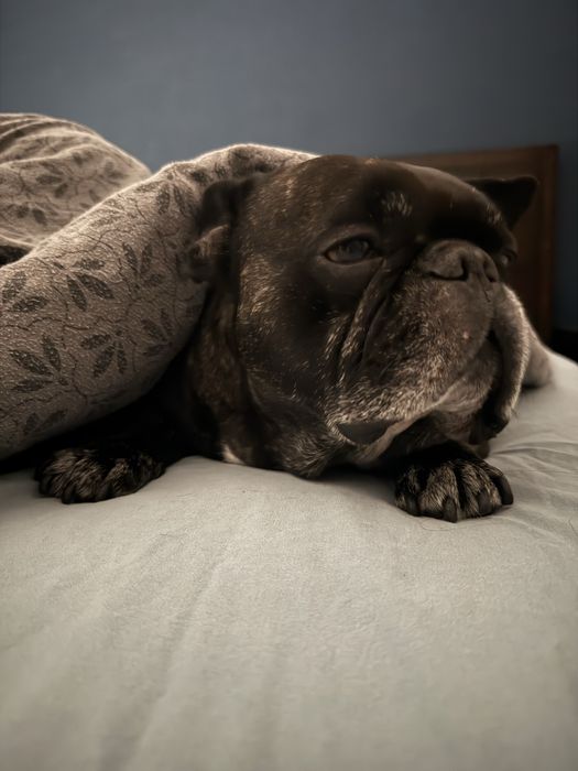 Domowy hotel dla psów, petsitter, opieka nad psem