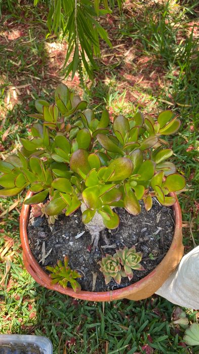 Suculenta jade tipo bonsai