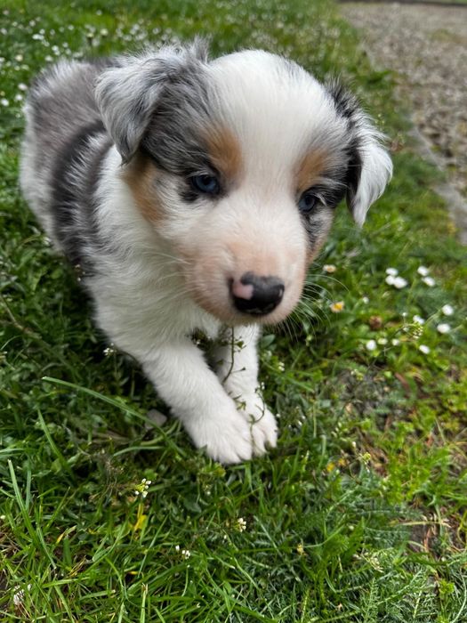Border Collie FCI chłopak blue merle tri
