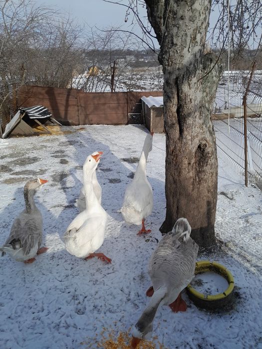 Продам семью гусей