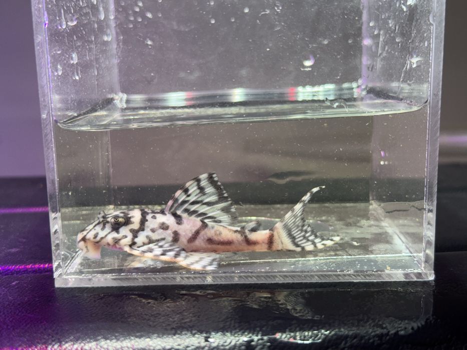 Hypancistrus L236 Super White 3-10cm