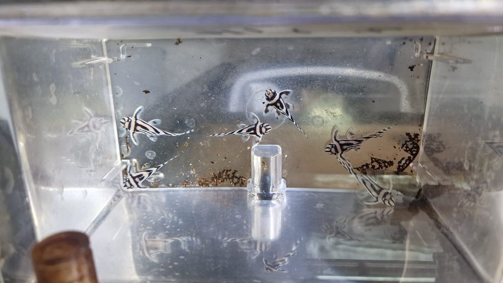 Hypancistrus Zebra L046