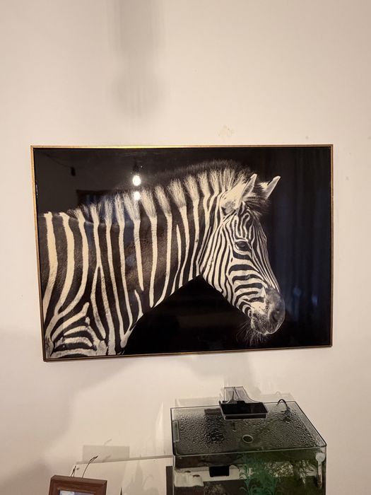 Quadro Zebra.462342082937507840