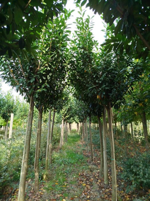 Planta Prunus Laurocerasus Novita 20-25