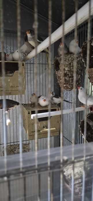 Mandarins normais e gigantes