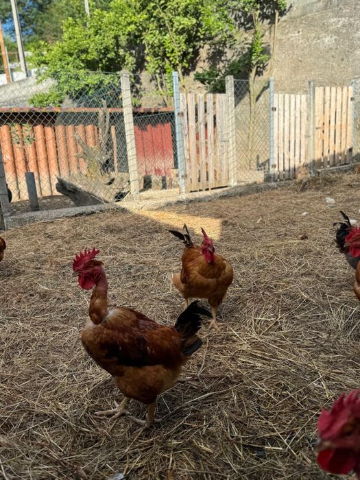 Vendo frangos caseiros