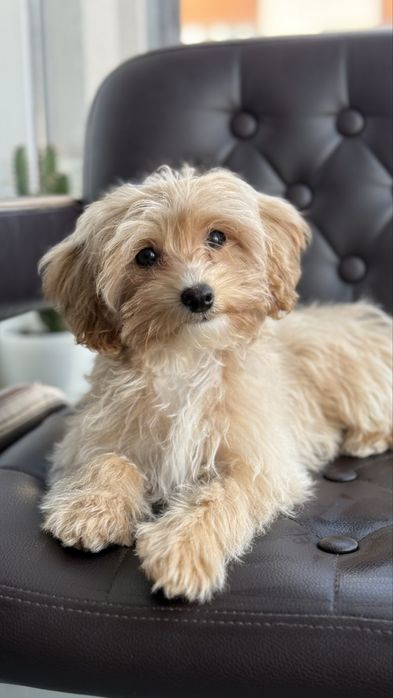 Дівчинка мальтіпу